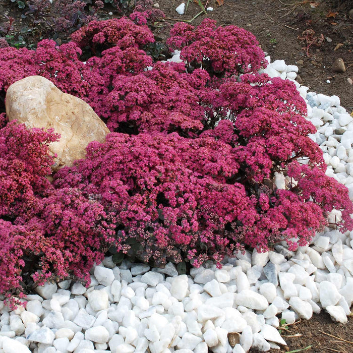 Sedum 'Sunsparkler Dazzleberry'