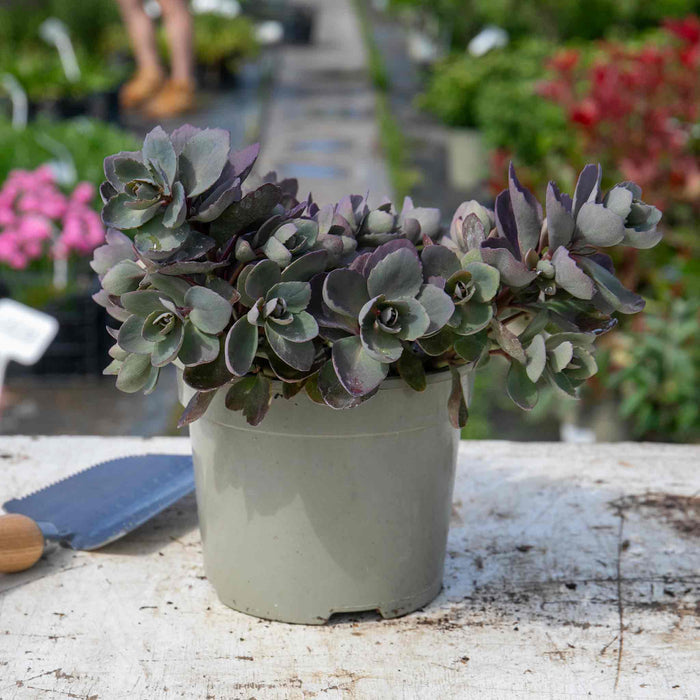 Sedum 'Sunsparkler Dazzleberry'