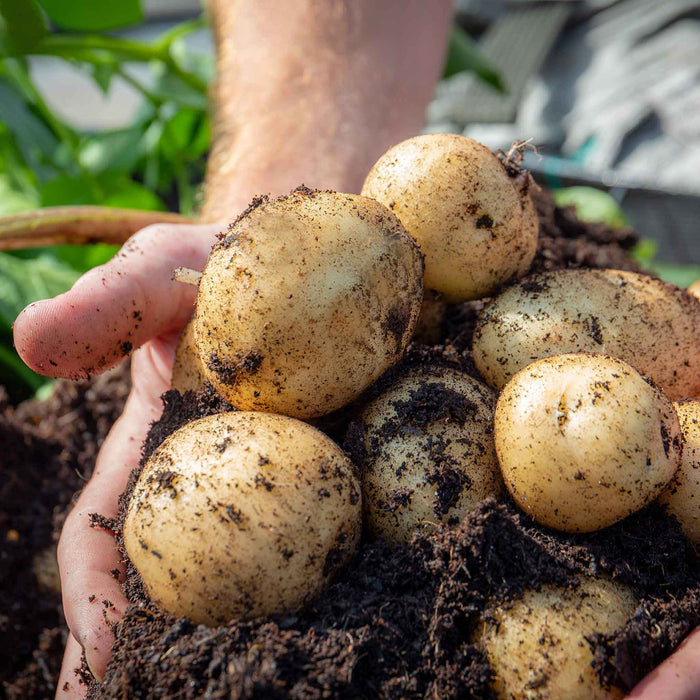 Seed Potato 'Arran Pilot'