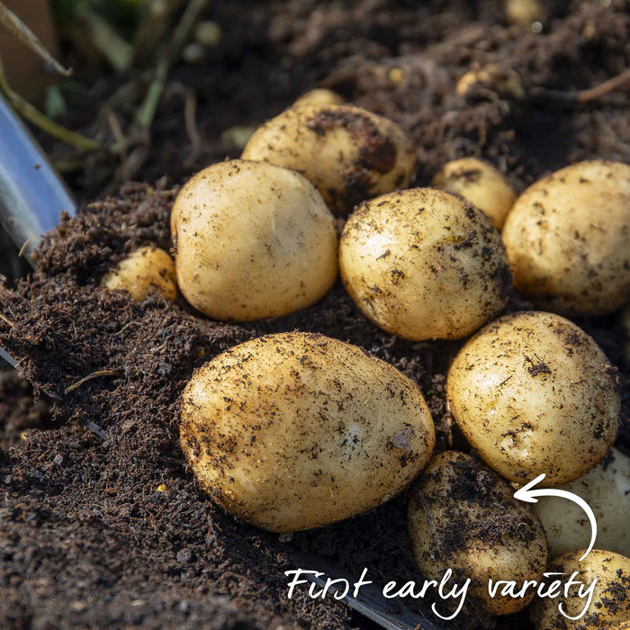 Seed Potato 'Arran Pilot'