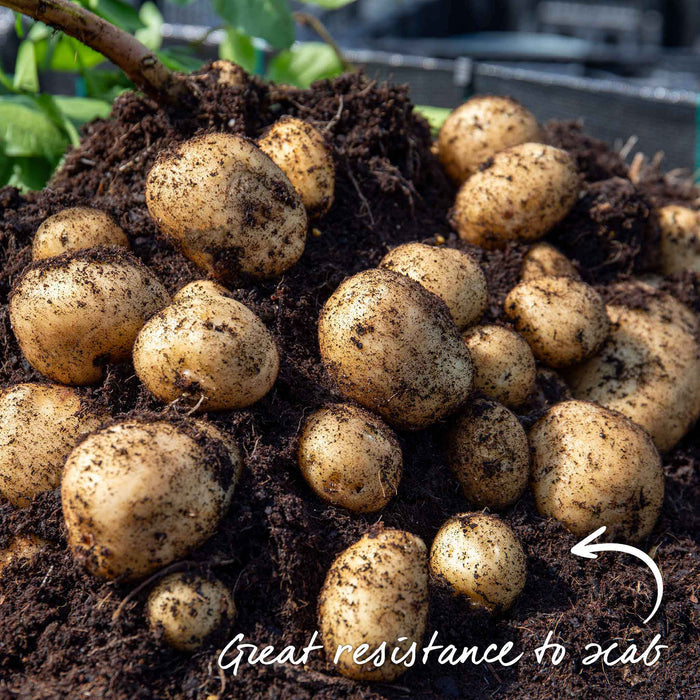 Seed Potato 'Arran Pilot'