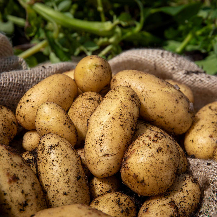 A pile of yellow 'Charlotte' seed potatoes with soil residue on them, indicating they have been freshly dug up. They are placed in a burlap sack with green foliage in the background.