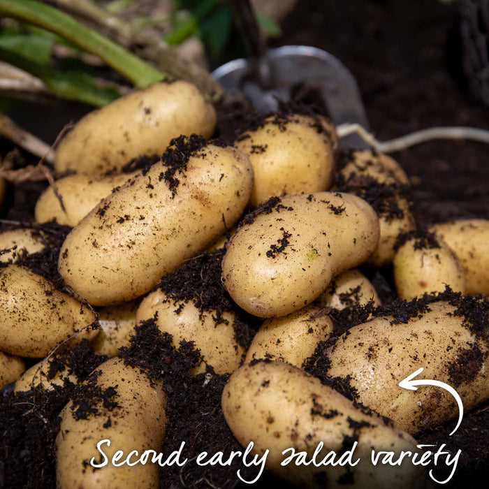 Pile of freshly dug up Potato 'Charlotte' in rich black compost with fork and foliage in background.