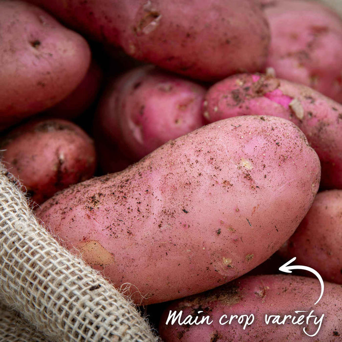 Seed Potato 'Desiree'