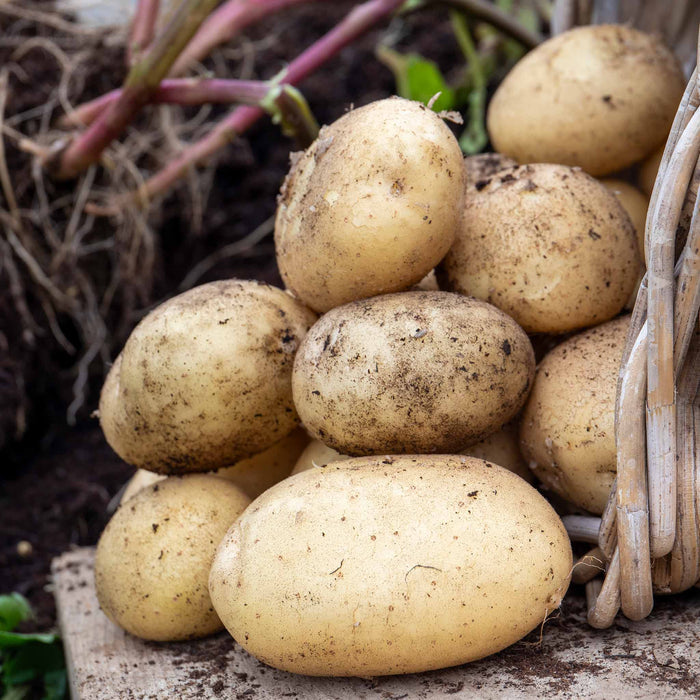 A group of freshly dug, unpeeled Seed Potatoes 'Foremost' displayed in front of a wicker basket.