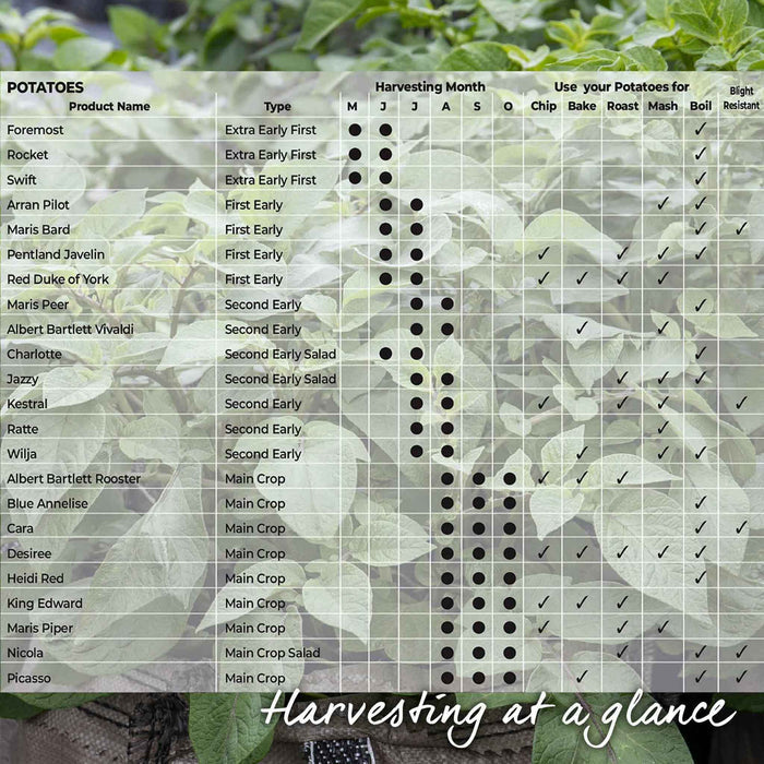 Potato harvesting chart indicating which month to harvest and the best culinary uses for each variety such as chips, baked, roasted, mashed, or boiled and blight resistance.