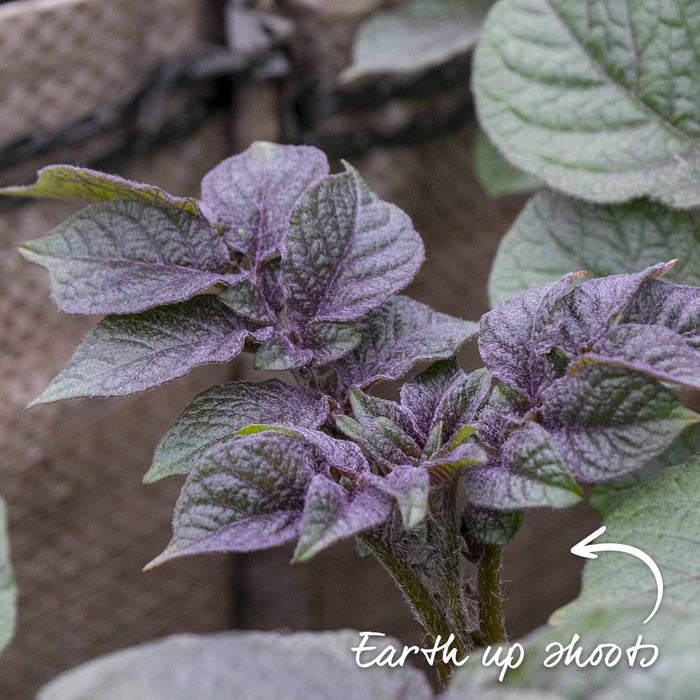 Seed Potato 'Heidi Red'