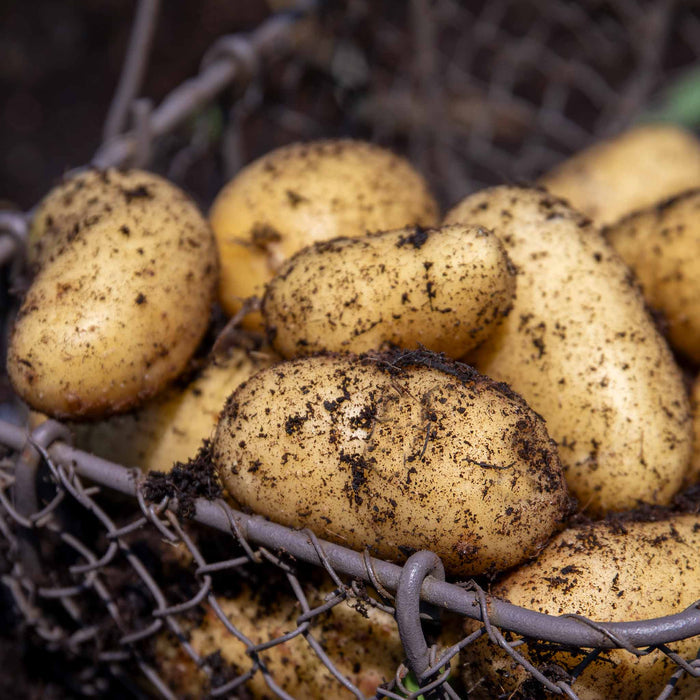 A wire basket filled with freshly dug 'Jazzy' seed potatoes covered in soil.