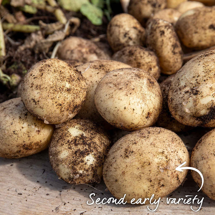 Second early potatoes on a wooden board in garden.