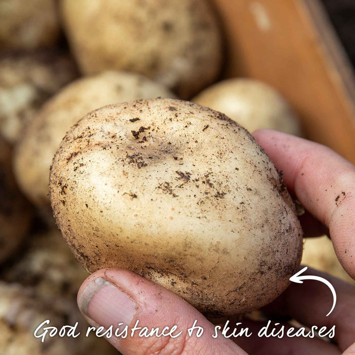 Hand holding potato with info showing 'Good resistance to skin diseases'.