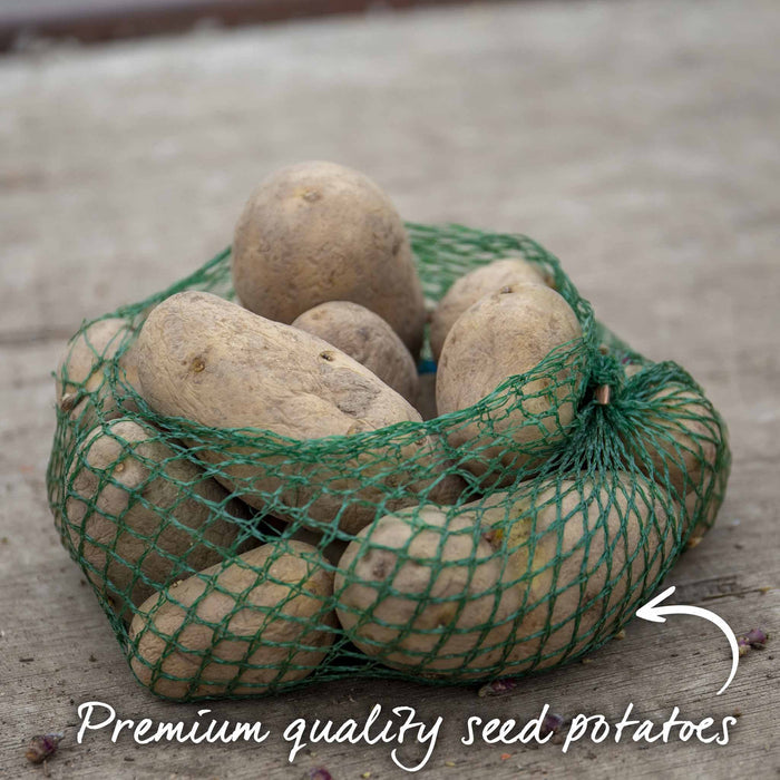 1Kg seed potatoes in green net bag.