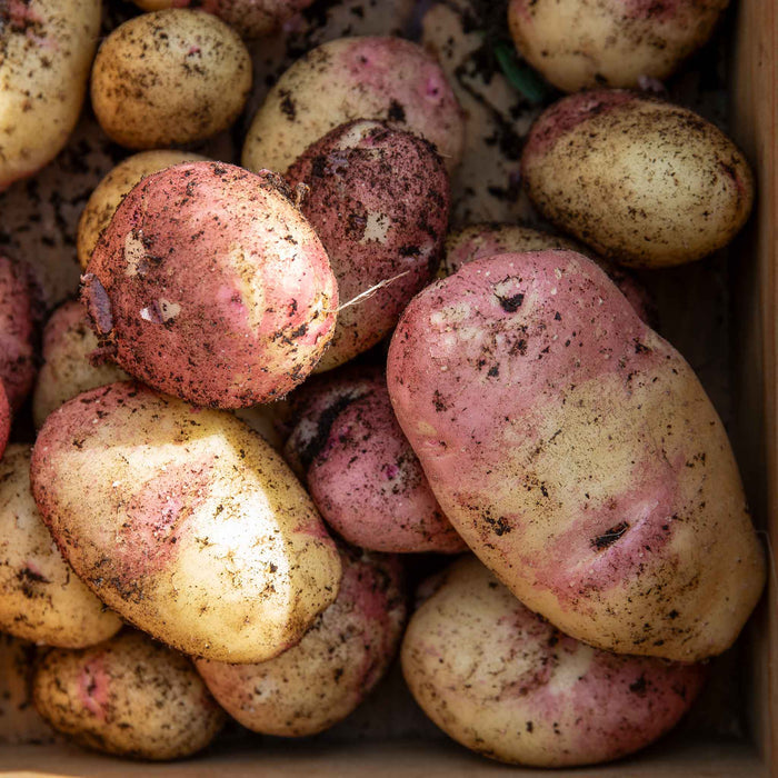 Seed Potato 'Picasso'