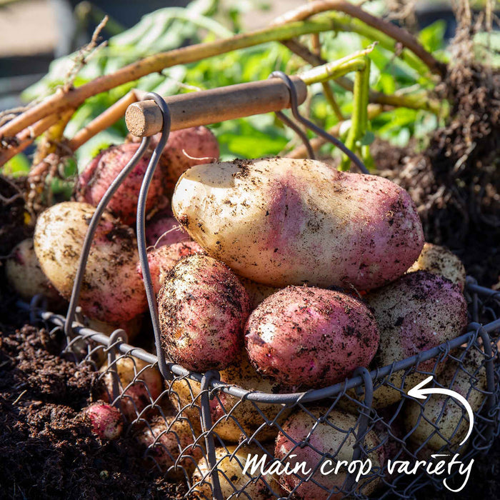 Seed Potato 'Picasso'