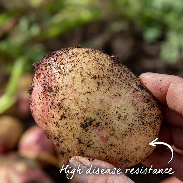 Seed Potato 'Picasso'