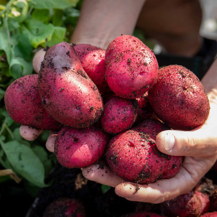 Seed Potato 'Red Duke Of York'