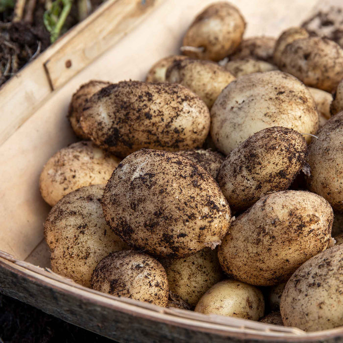 A basket filled with freshly harvested, extra first early unpeeled seed potatoes covered in soil.