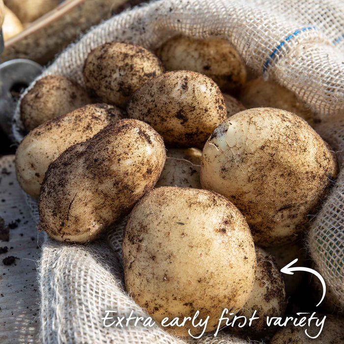 Freshly harvested seed potatoes with label to explain they are an extra first early variety.
