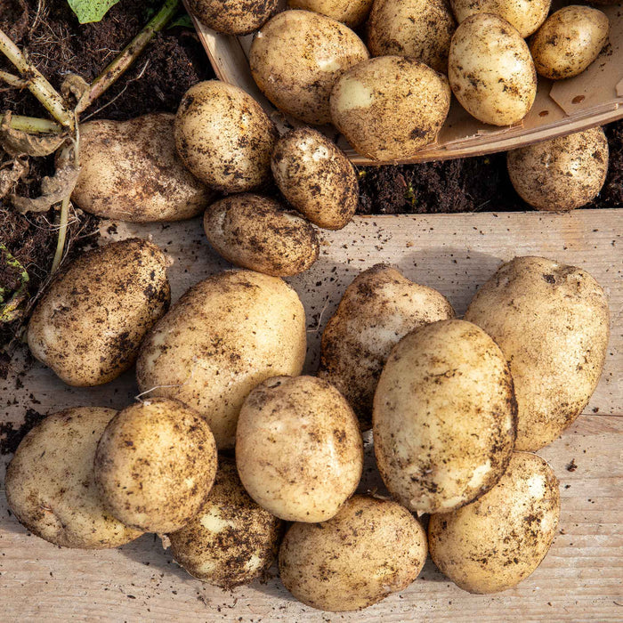 A collection of 'Swift' seed potatoes with a smooth, round shape, displayed on a wooden surface with soil residue on them, indicating they have been freshly dug up.