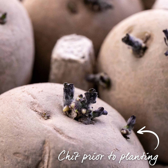 Seed Potato 'Swift'