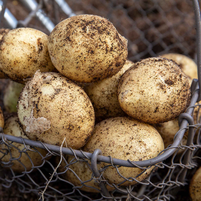 Seed Potato 'Wilja'