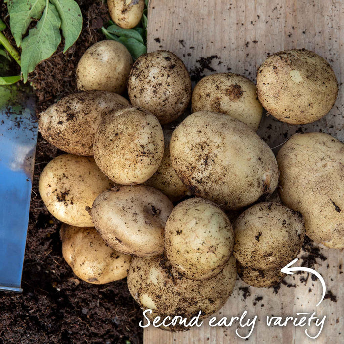 Seed Potato 'Wilja'