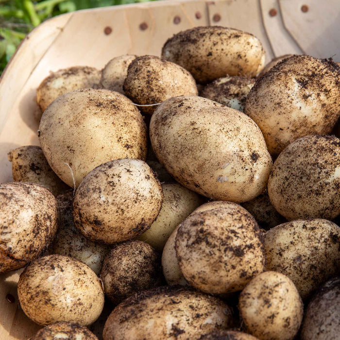 Seed Potato 'Wilja'