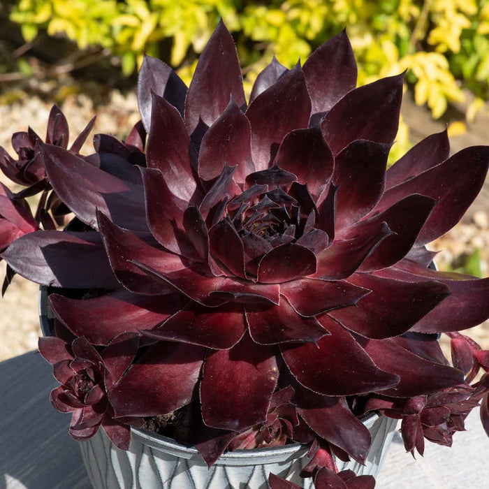 Sempervivum 'Supersemps Onyx'