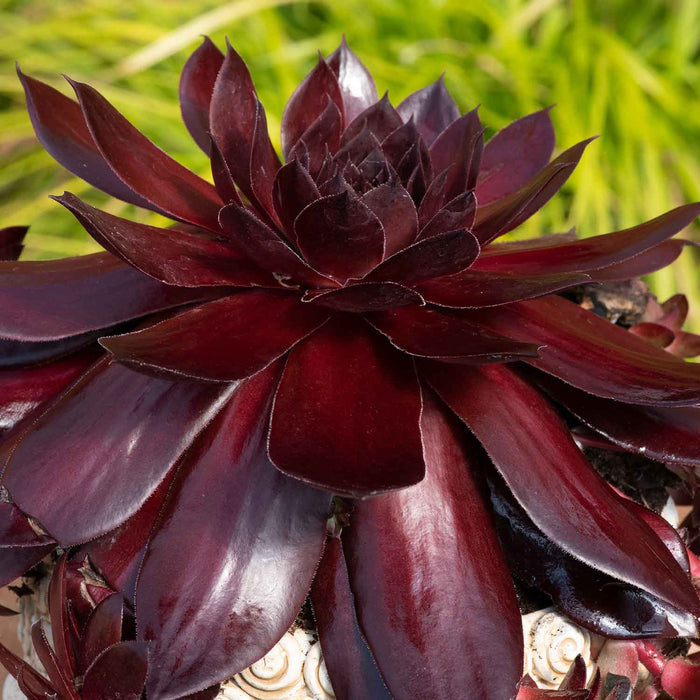 Sempervivum 'Supersemps Onyx'