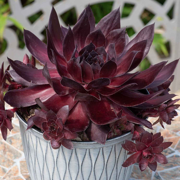 Sempervivum 'Supersemps Onyx'