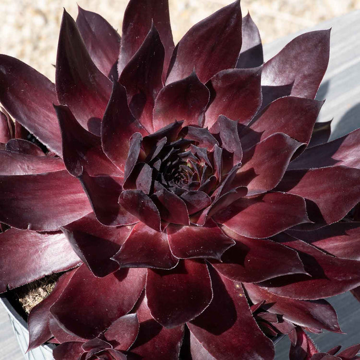 Sempervivum 'Supersemps Onyx'