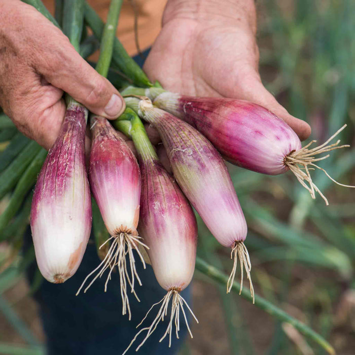 Shallot 'Roderique'