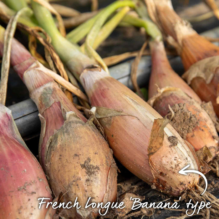 Shallot 'Roderique'