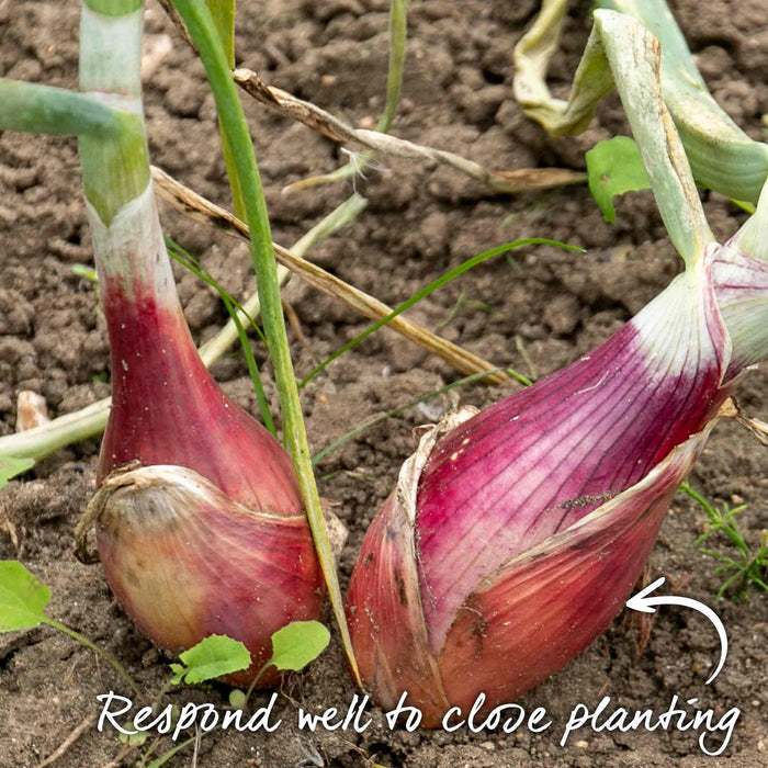 Shallot 'Roderique'
