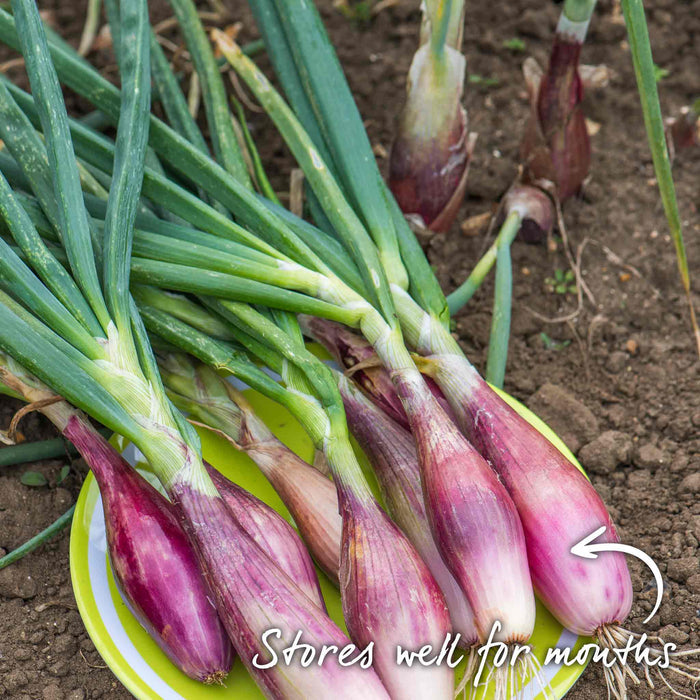 Shallot 'Roderique'