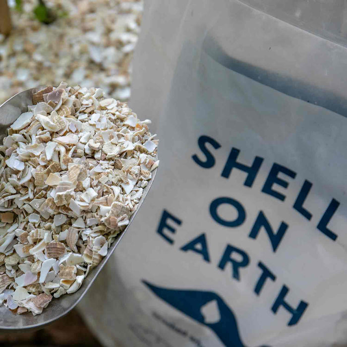 Shell on Earth Crushed Whelk Shells