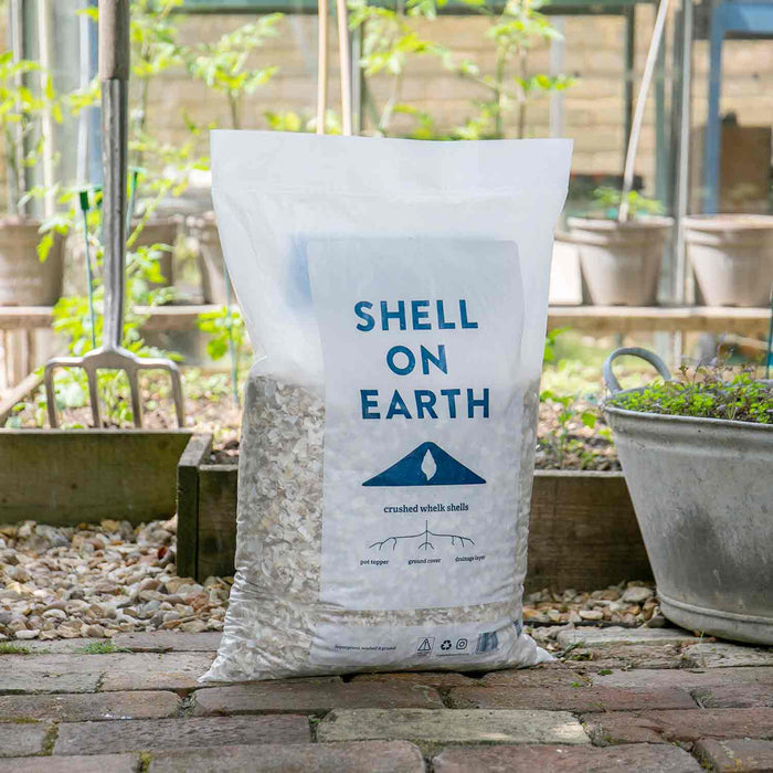 Shell on Earth Crushed Whelk Shells