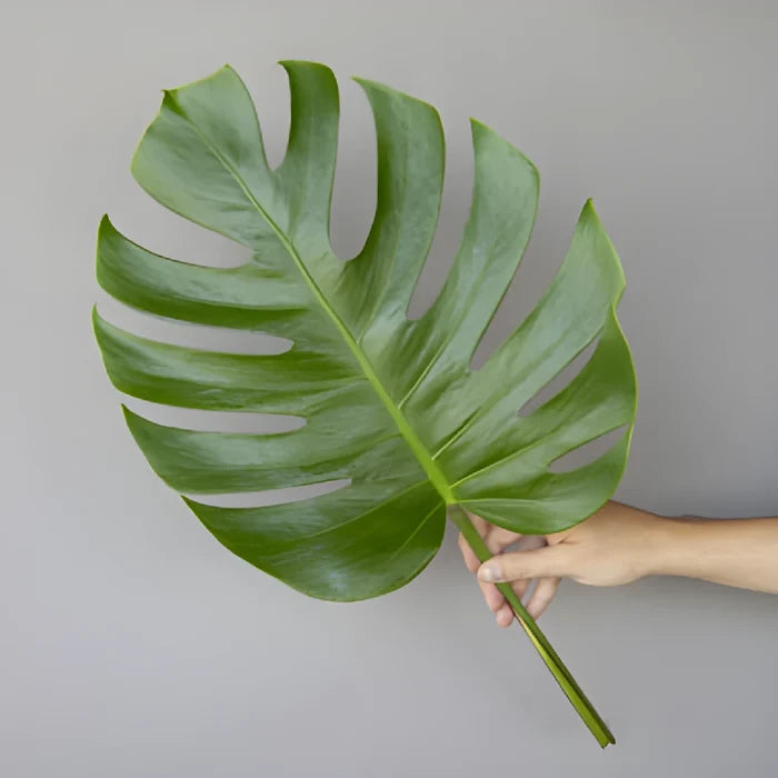 Small Monstera Leaves Tropical Greenery