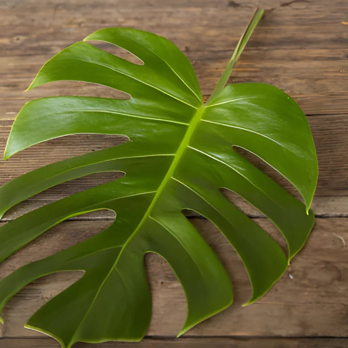 Small Monstera Leaves Tropical Greenery