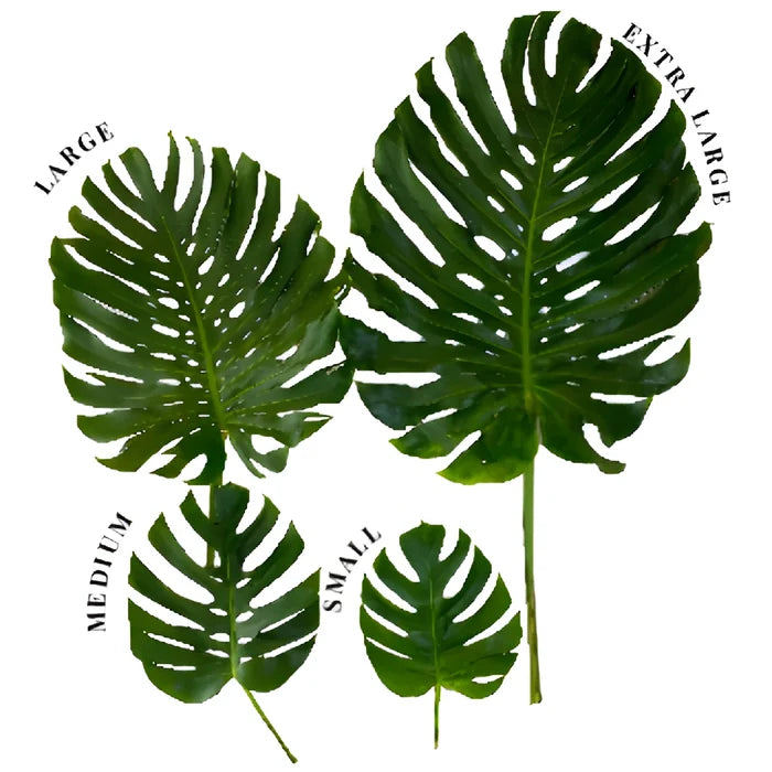 Fresh cut greens monstera leaves small comparison chart