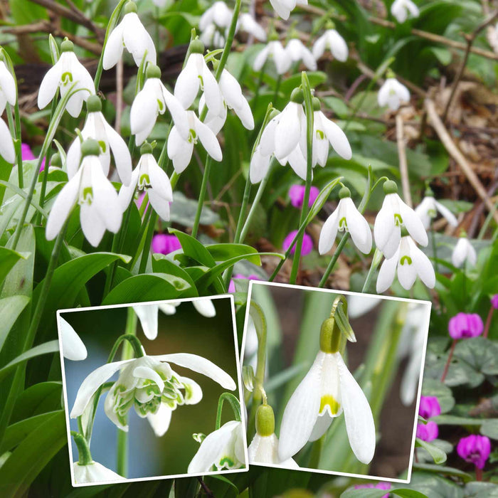An image showcasing a group of white snowdrop flowers (Galanthus) in bloom, with close-up insets of the flowers and their details.