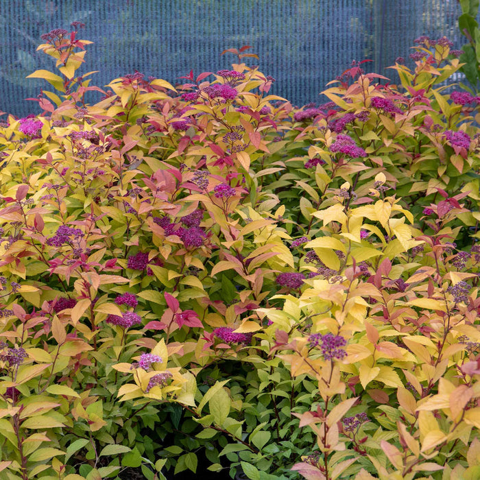 Spiraea Japonica 'Firelight'