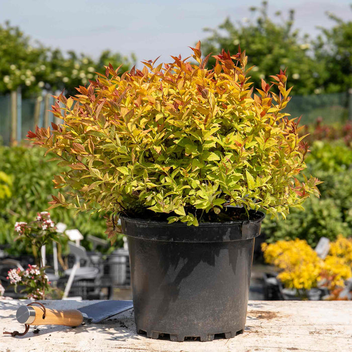 Spiraea Japonica 'Firelight'