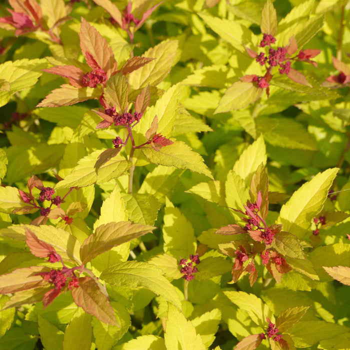 Spiraea Japonica 'Magic Carpet'