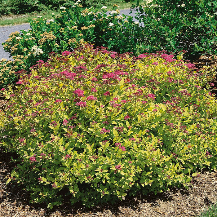 Spiraea Japonica 'Magic Carpet'