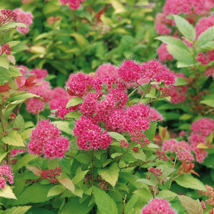 Spiraea Japonica 'Magic Carpet'