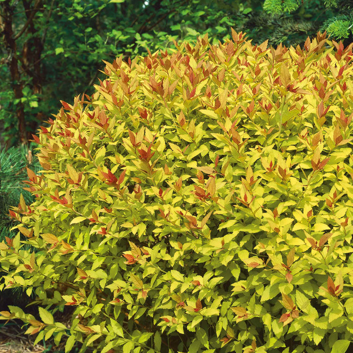 Spiraea Japonica 'Magic Carpet'
