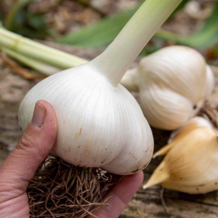 A hand holding a bulb of elephant garlic with several bulbs in the background on a wooden surface.