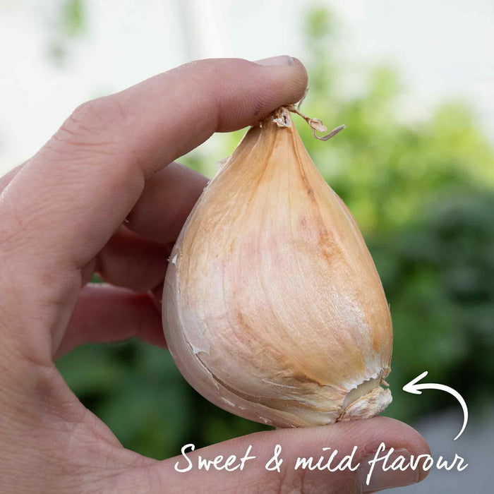 Spring Planting Elephant Garlic