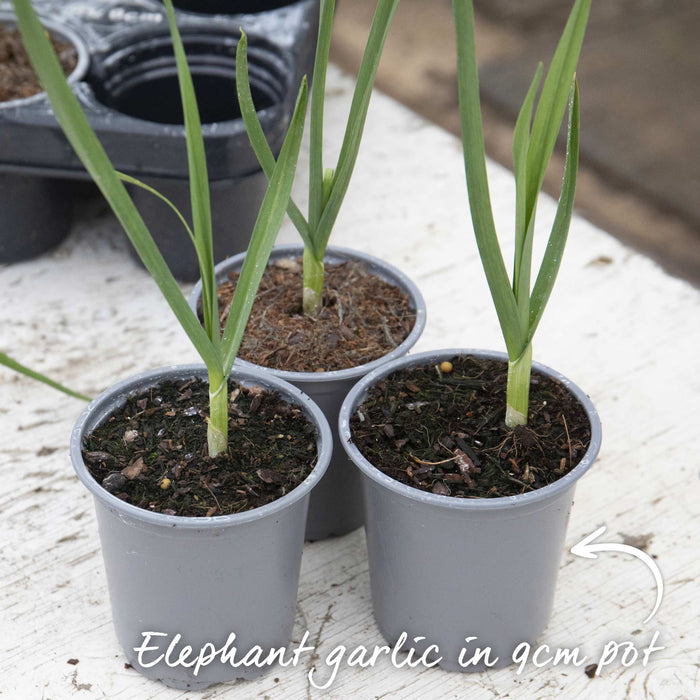 Spring Planting Elephant Garlic