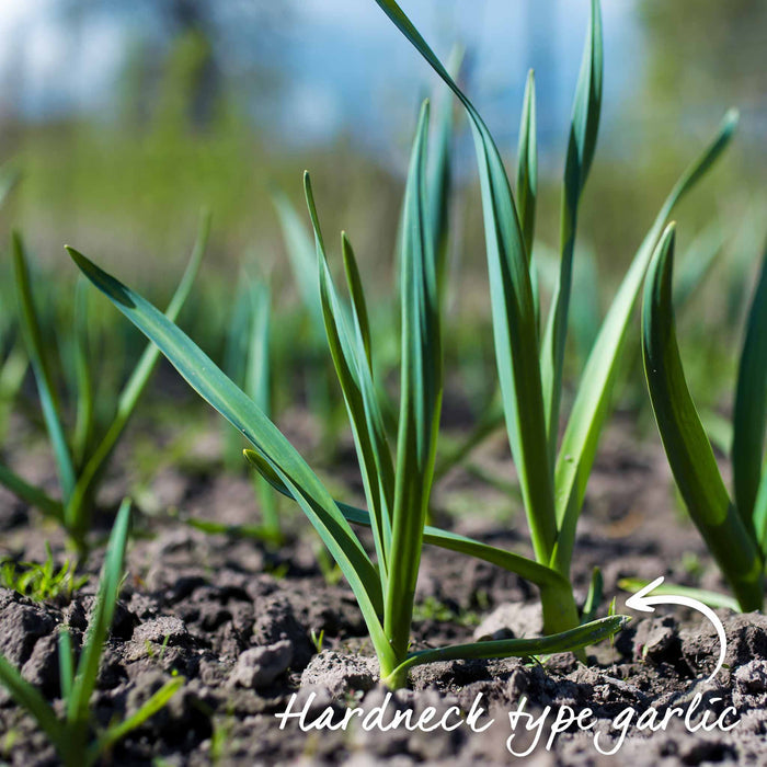 Spring Planting Elephant Garlic